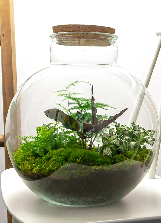 Terrarium DIY Kit • Bolder Bob • Ecosystem with plants • ↑ 30 cm