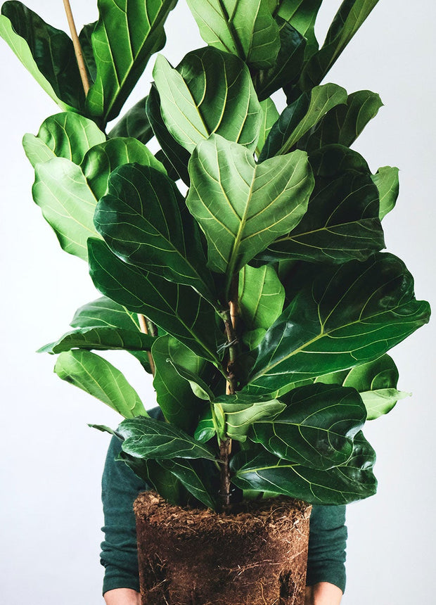Ficus Lyrata - Vioolplant  - ↑ 70-80 cm  - Size Ø 19 cm