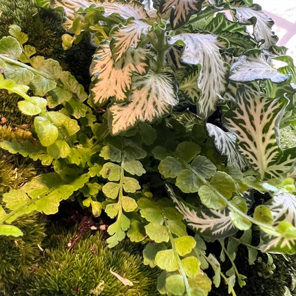 Terrarium DIY Kit • Little Joe • Ecosystem with plants • ↑ 21.5 cm