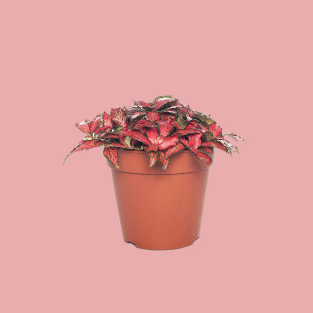 Fittonia red - Mosaic plant