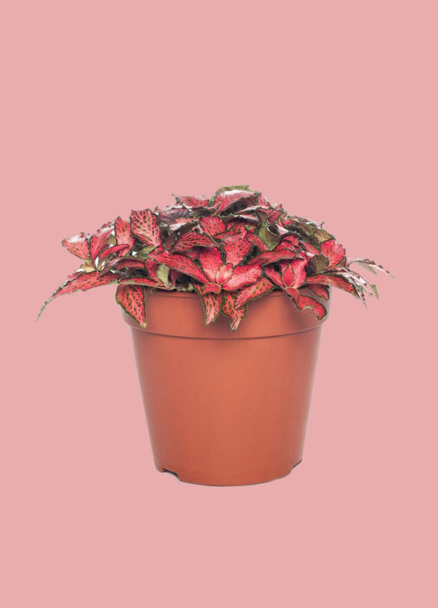 Fittonia red - Mosaic plant