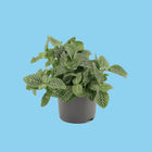 Fittonia white - Mosaic plant