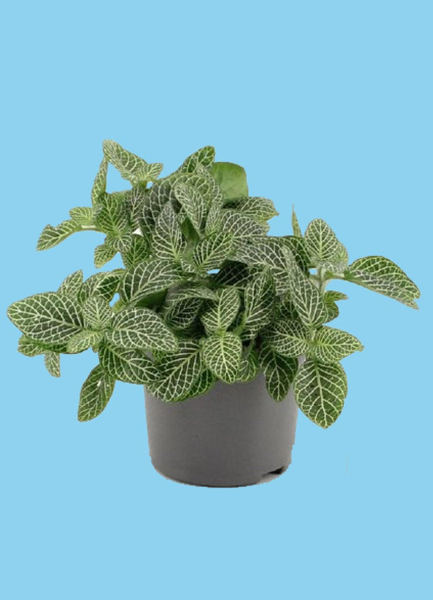 Fittonia white - Mosaic plant