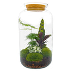 Terrarium DIY Kit • Botanical Sven XL • Ecosystem with plants • ↑ 43 cm