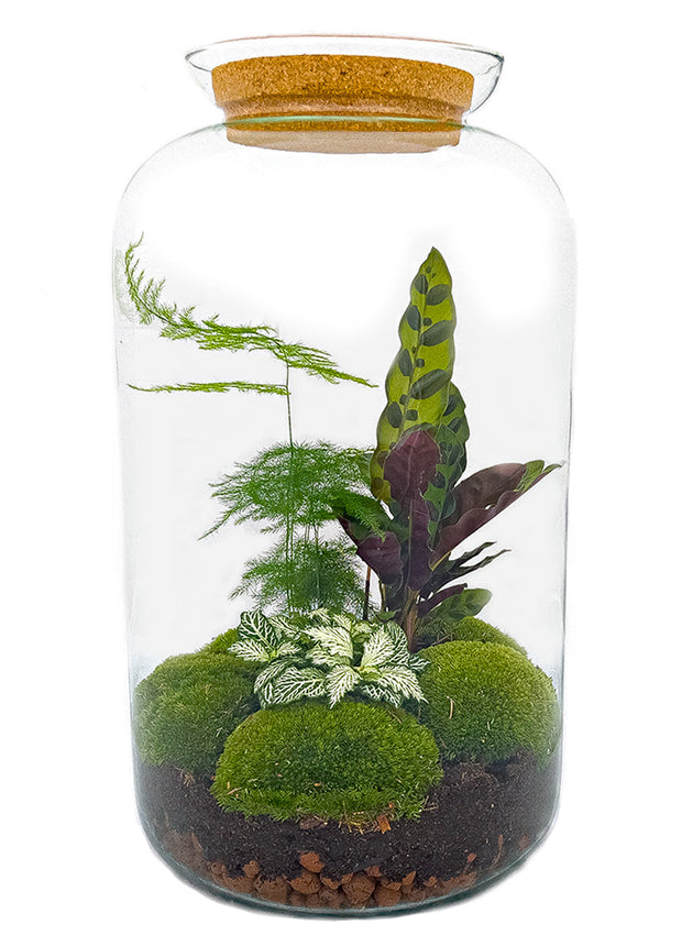 Terrarium DIY Kit • Botanical Sven XL • Ecosystem with plants • ↑ 43 cm