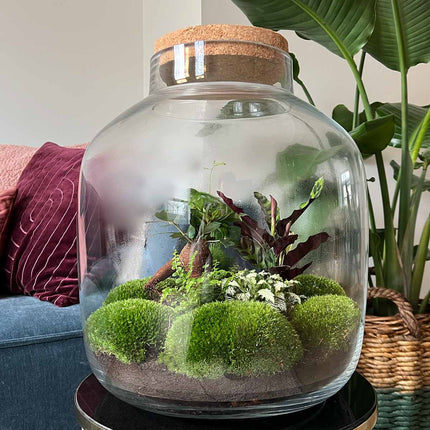 Terrarium DIY Kit • Big Botan XL • Ecosystem with plants • ↑ 40 cm