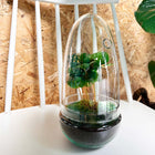 Terrarium DIY Kit • Egg Coffea Arabica • Ecosystem in Glass egg • ↑ 25 cm