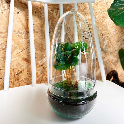 Terrarium DIY Kit • Egg Coffea Arabica • Ecosystem in Glass egg • ↑ 25 cm