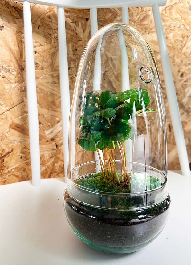 Terrarium DIY Kit • Egg Coffea Arabica • Ecosystem in Glass egg • ↑ 25 cm