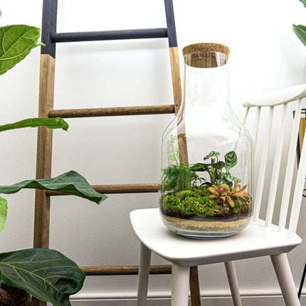 Uniek mini ecosysteem in glazen fles met kurk. 