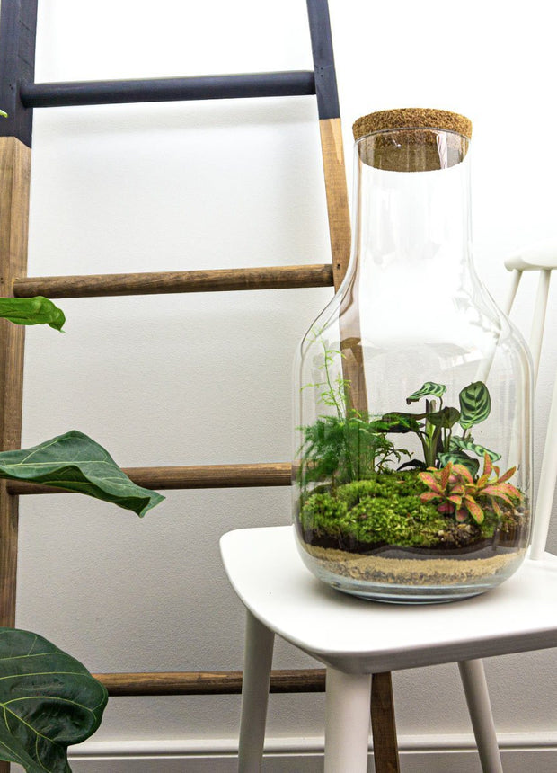 Uniek mini ecosysteem in glazen fles met kurk. 