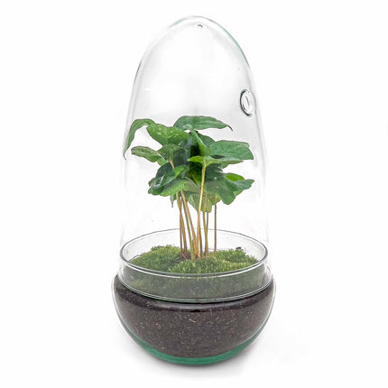Terrarium DIY Kit • Egg Coffea Arabica • Ecosystem in Glass egg • ↑ 25 cm