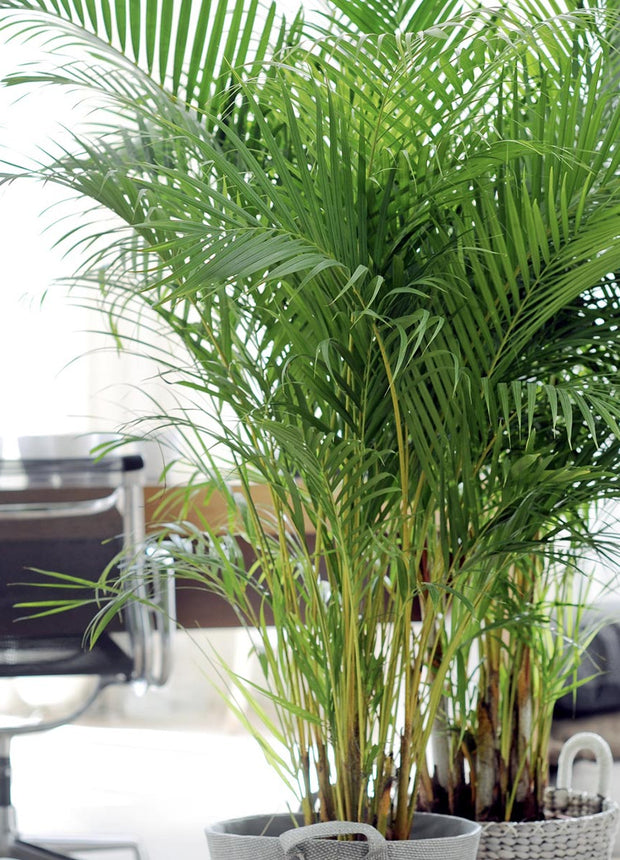 Areca Dypsis Lutescens - ↑ 100-120 cm - Size Ø 21 cm