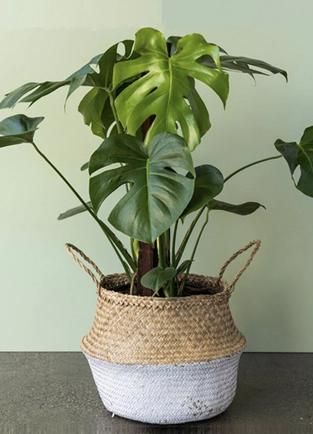Monstera Deliciosa - ↑ 60-70 cm - Size Ø 21 cm