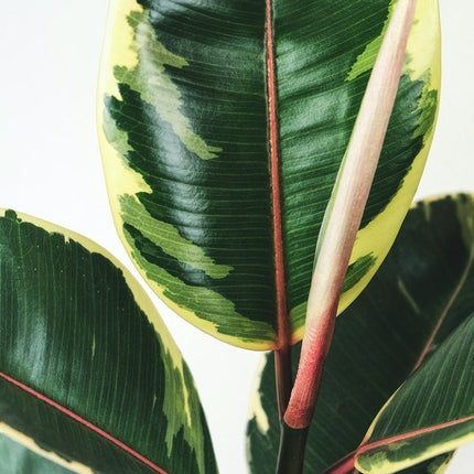 Ficus Elastica Tineke XL - ↑ 80-100 cm  - Size Ø 24 cm