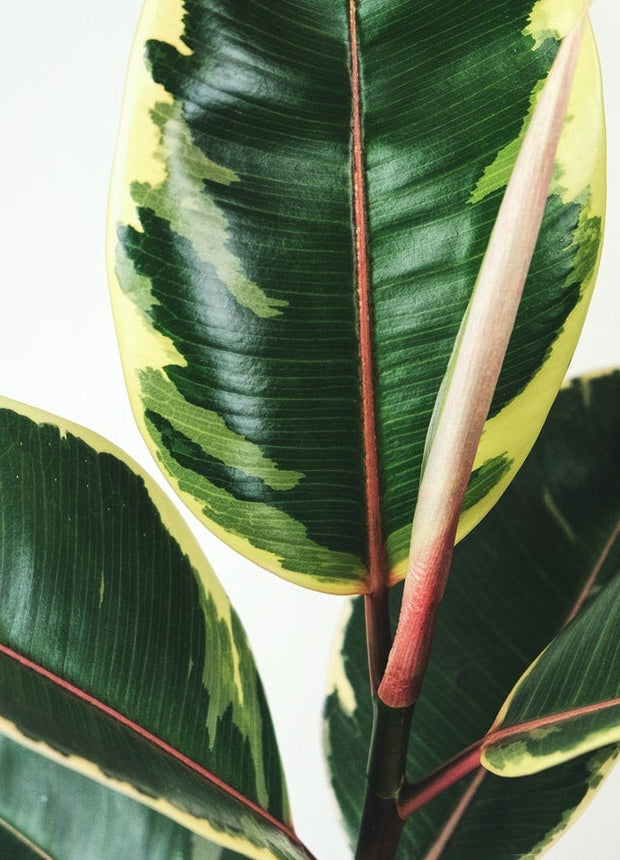 Ficus Elastica Tineke XL - ↑ 80-100 cm  - Size Ø 24 cm