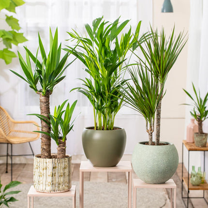 XL set of 3 - Dracaena - Yucca - Areca - ↑ 60-80 cm - Size Ø 17 cm