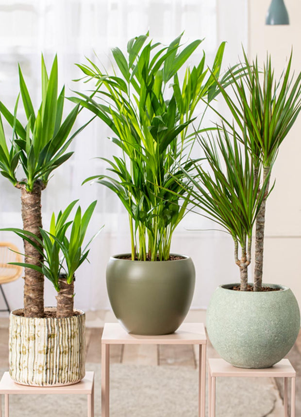 XL set of 3 - Dracaena - Yucca - Areca - ↑ 60-80 cm - Size Ø 17 cm