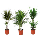 XL set of 3 - Dracaena - Yucca - Areca - ↑ 60-80 cm - Size Ø 17 cm