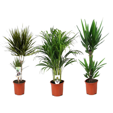 XL set of 3 - Dracaena - Yucca - Areca - ↑ 60-80 cm - Size Ø 17 cm
