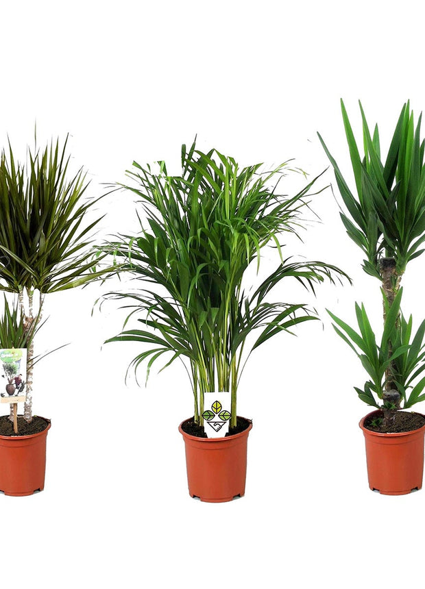XL set of 3 - Dracaena - Yucca - Areca - ↑ 60-80 cm - Size Ø 17 cm