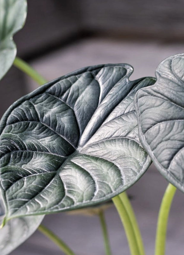 Alocasia Dragon Scale - ↑ 25-35 cm - Size Ø 12 cm