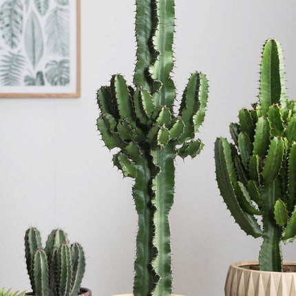 Cool Euphorbia Cowboy-cactus - ↑ 50-60 cm  - Size Ø 17 cm