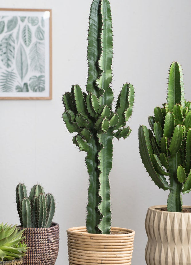 Cool Euphorbia Cowboy-cactus - ↑ 50-60 cm  - Size Ø 17 cm