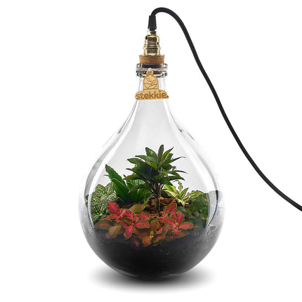 Plant terrarium with light - JNGLight M - Ecosystem incl. lamp - ↑ 49 cm