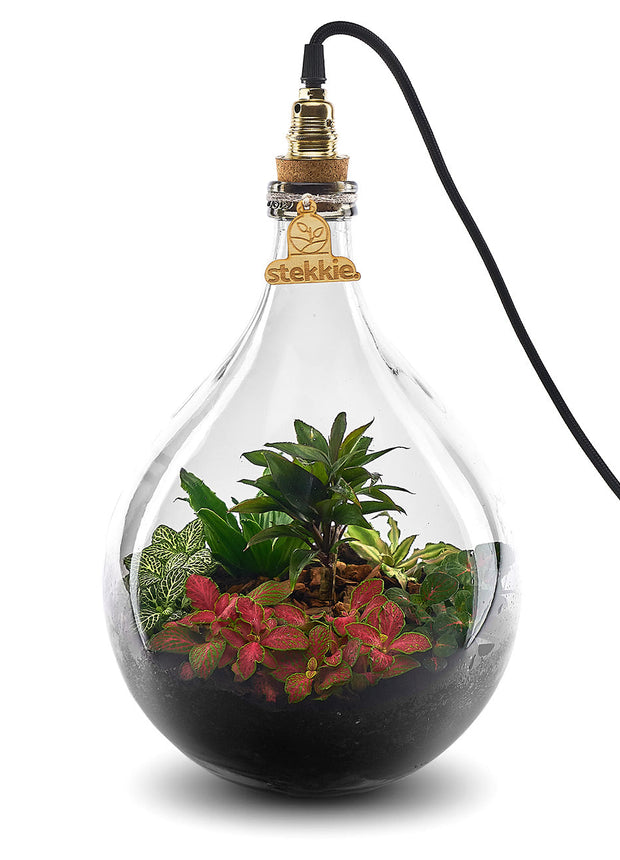 Plant terrarium with light - JNGLight M - Ecosystem incl. lamp - ↑ 49 cm