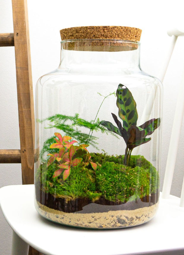 Ecosysteem met fittonia, mossen, asparagus en calathea in glazen melkbus met kurk.