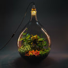 Plant terrarium with light - JNGLight L - Ecosystem incl. lamp - ↑ 61.5 cm