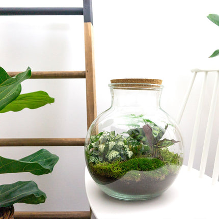 Terrarium DIY Kit • Teddy • Ecosystem with plants • ↑ 26,5 cm