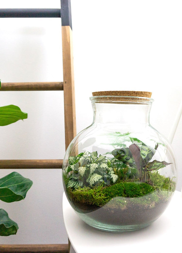Terrarium DIY Kit • Teddy • Ecosystem with plants • ↑ 26,5 cm