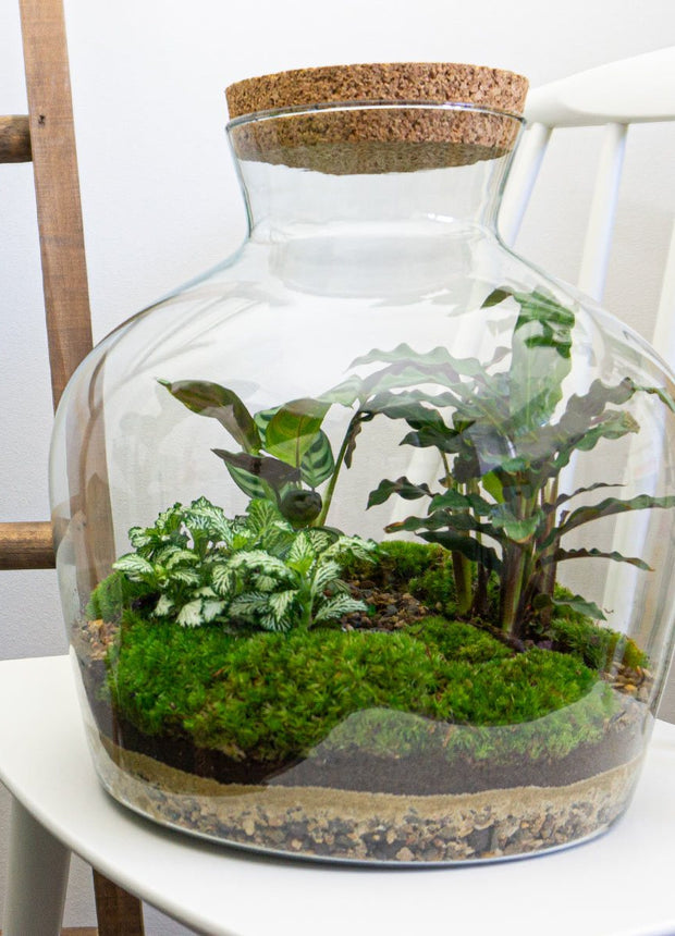 Groot DIY glazen terrarium met planten in fles met kurk. 