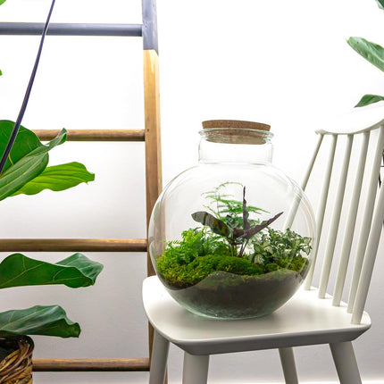 Terrarium DIY Kit • Bolder Bob • Ecosystem with plants • ↑ 30 cm