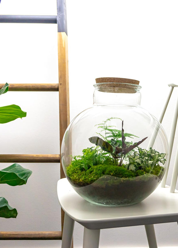 Terrarium DIY Kit • Bolder Bob • Ecosystem with plants • ↑ 30 cm
