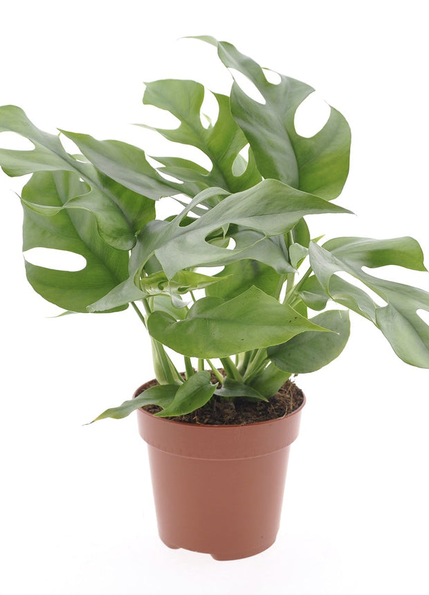 Monstera Minima - ↑ 25-35 cm - Size Ø 12 cm
