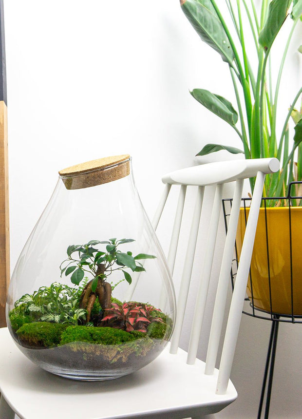 Terrarium DIY Kit • Drop XL with Ficus Ginseng bonsai • Ecosystem with plants • ↑ 37 cm