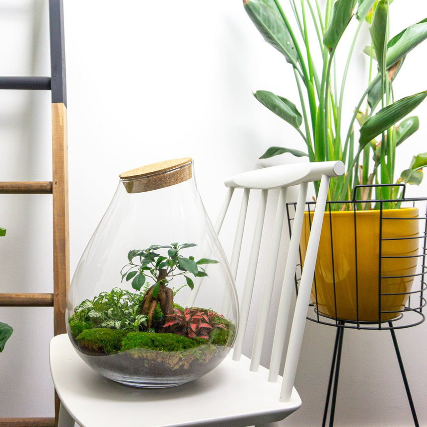 Terrarium DIY Kit • Drop XL with Ficus Ginseng bonsai • Ecosystem with plants • ↑ 37 cm