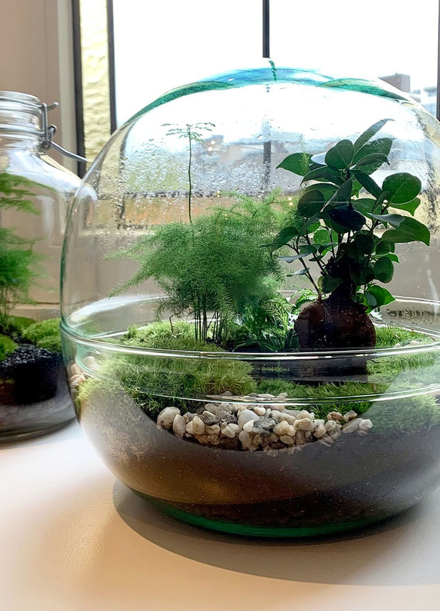 Terrarium DIY Kit • Dome XL Ficus Ginseng bonsai • Ecosystem with plants • ↑ 28 cm