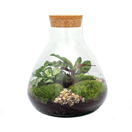 Terrarium DIY Kit • Sammie • Ecosystem with plants • ↑ 26,5 cm