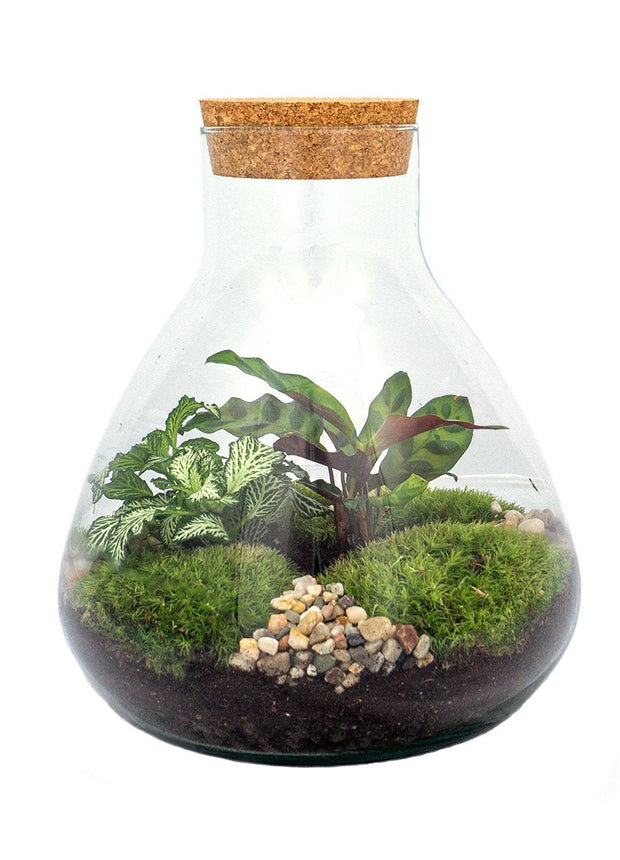 Terrarium DIY Kit • Sammie • Ecosystem with plants • ↑ 26,5 cm