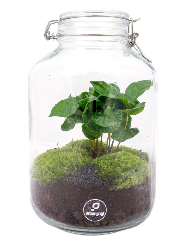 Jar Terrarium Kit • Coffea Arabica • Ecosystem with plants • ↑ 28 cm