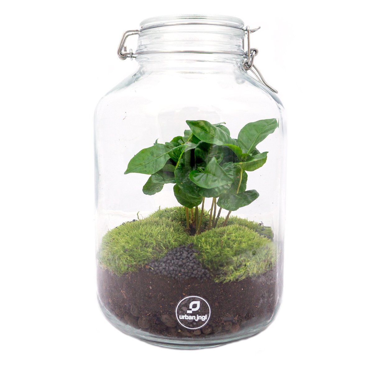 coffee plant terrarium Jar Terrarium Kit • Coffea Arabica • Ecosystem with plants • ↑ 28 cm – Theme Xtra