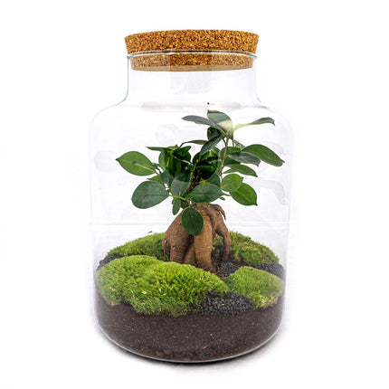Terrarium DIY Kit • Milky with bonsai • Ecosystem with plants • ↑ 30 cm