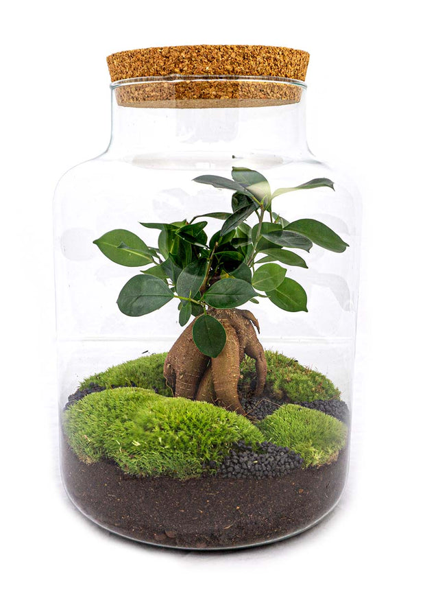 Terrarium DIY Kit • Milky with bonsai • Ecosystem with plants • ↑ 30 cm