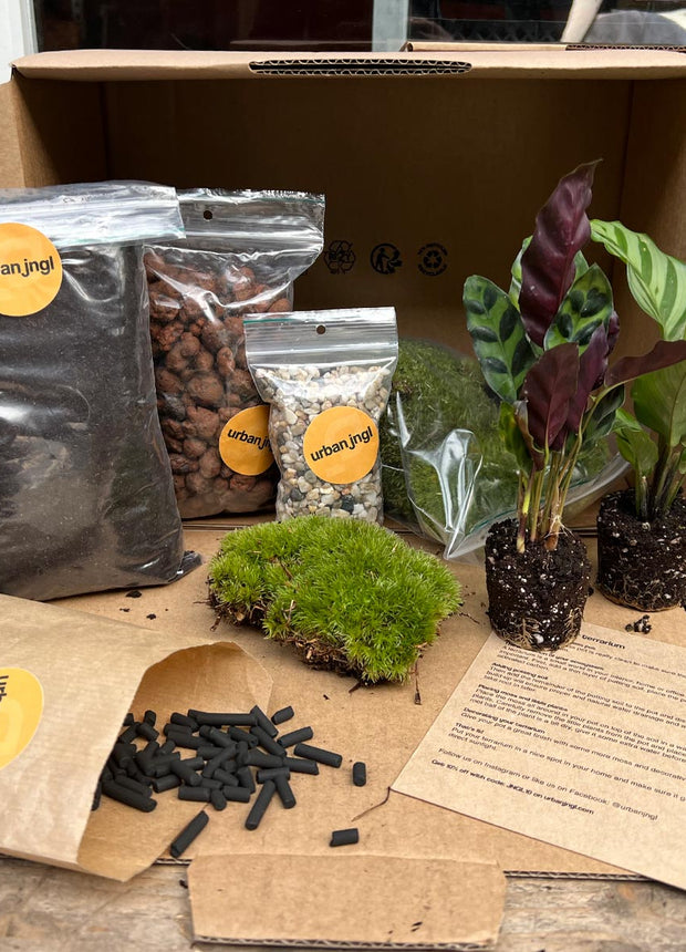 DIY terrarium refill kit with 2/3/4 plants