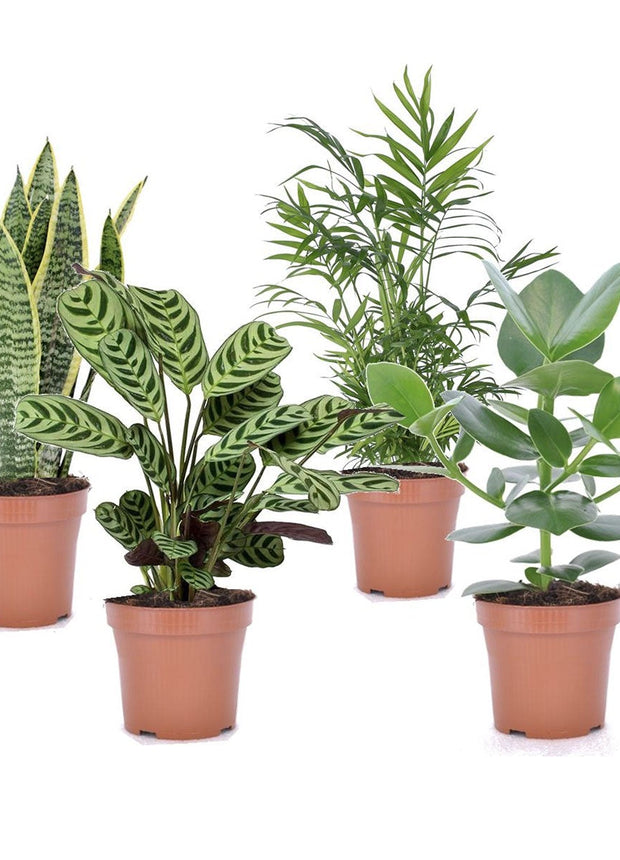 Mix of 4 oersterke ‘Easy-care’ plants - ↑ 25-40 cm  - Size Ø 12 cm
