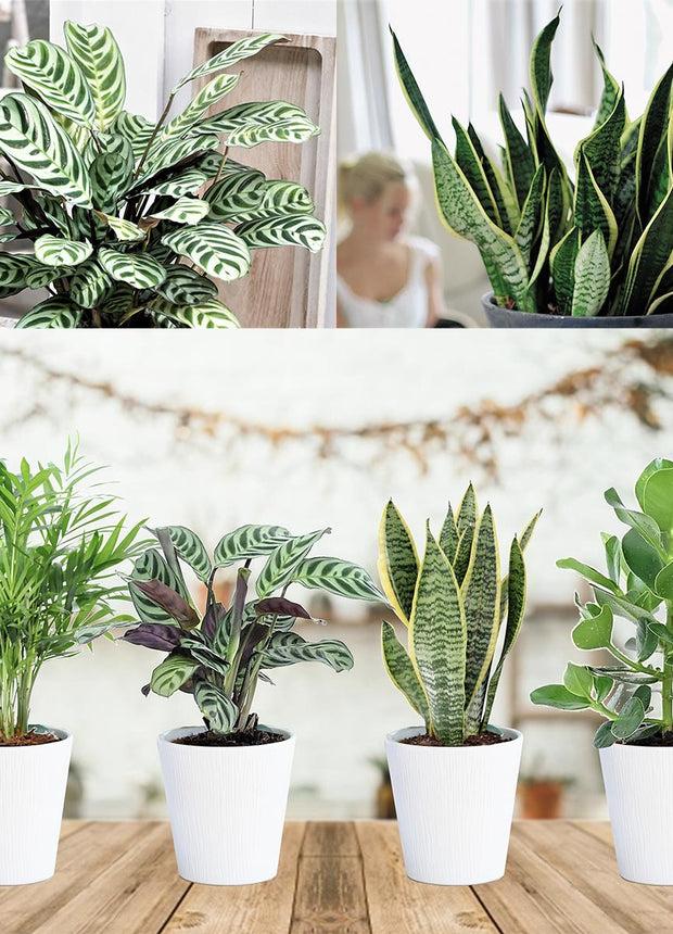 Mix of 4 oersterke ‘Easy-care’ plants - ↑ 25-40 cm  - Size Ø 12 cm